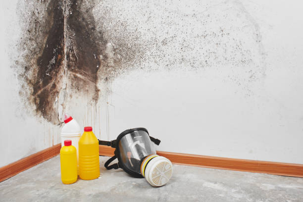 Best Basement Mold Removal  in Muncy, PA